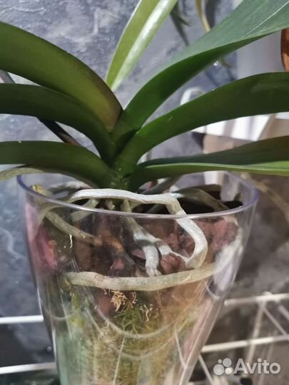 Орхидея фаленопсис Вероника мутант