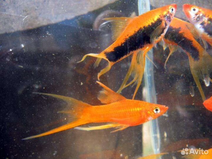 Аквариумные рыбки