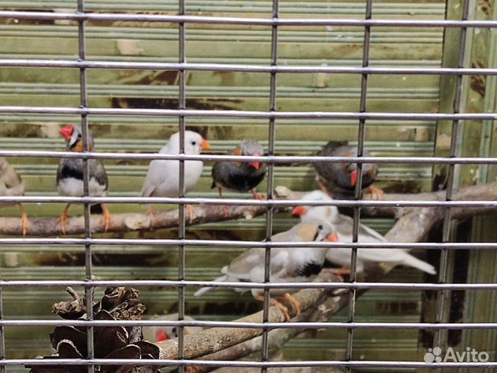 Амадины зебровые