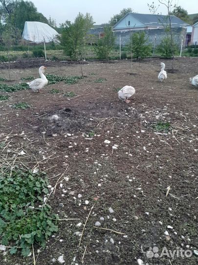 Гусь халмагор