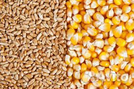 Пшеница, ячмень, горох
