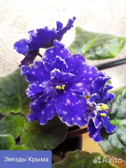 Сортовые фиалки