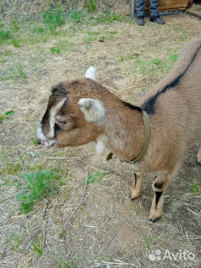Козочка+козел