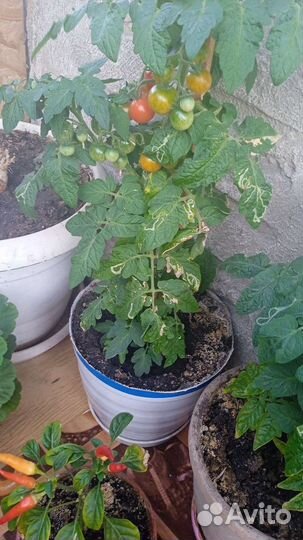 Перец комнатный острый и помидоры комнатные
