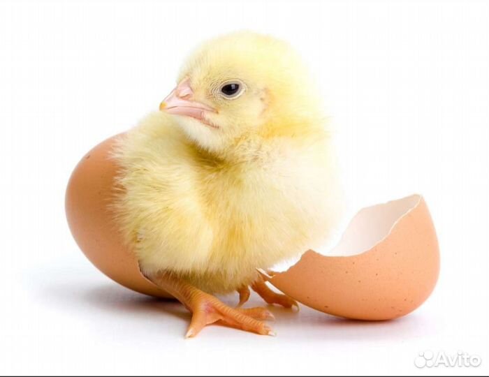 Цыплята бройлеры суточные кооб 500, кооб 700