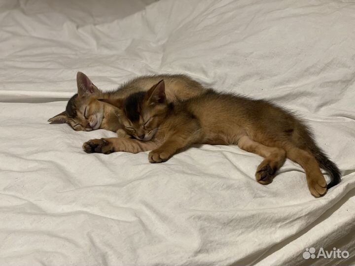 Абиссинский котенок / девочка