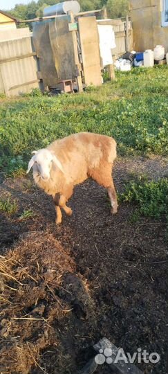 Бараны на племя