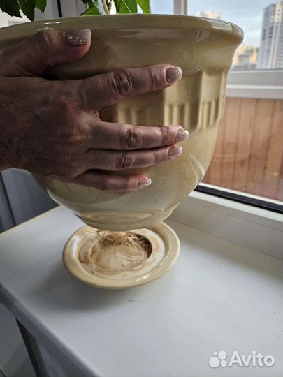 Гибискус шизопеталус