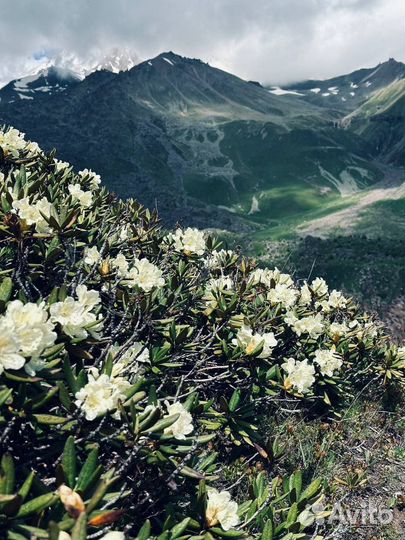 Тур гора Казбек