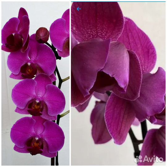 Орхидея фаленопсис пелорик-стандарт