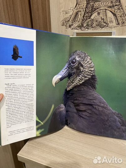 Книга «Хищные птицы Мир животных»