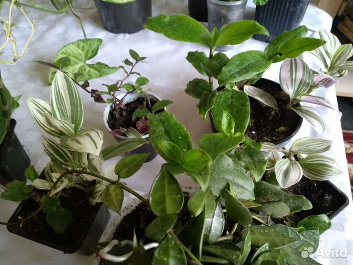 Домашние цветы