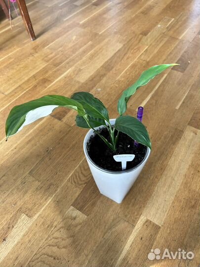 Спатифиллум picasso