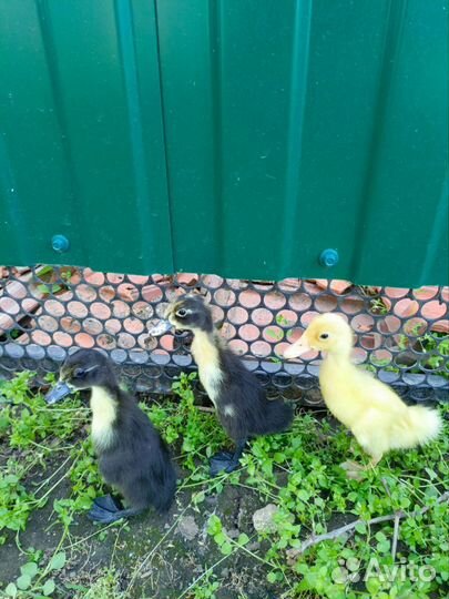 Утята индийский бегунок