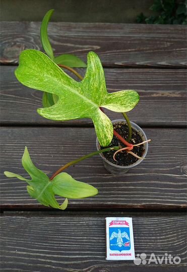 Филодендрон, Эпипремнум, Сингониум, Сциндапсус