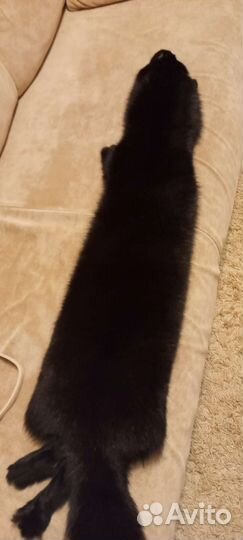 Шкурка соболя
