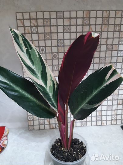 1 Строманта триколор2 медальон