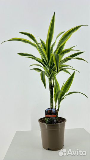 Пальма драцена фрагранс Лемон Лайм, сочная