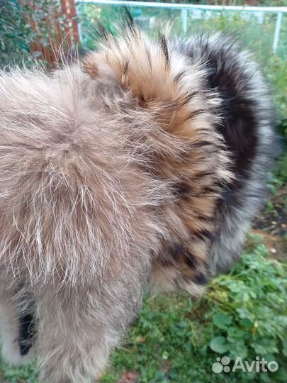 Воротники лиса,песец, чернобурка,енот