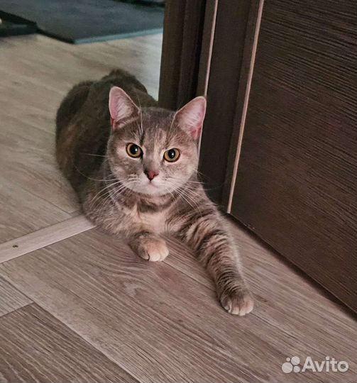 Ищет дом очень ласковая и добрая кошечка