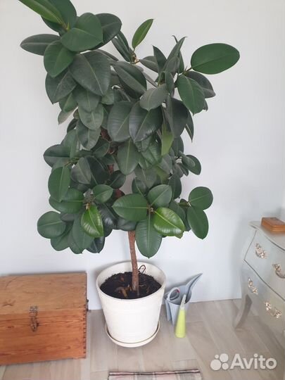 Фикус каучуковый