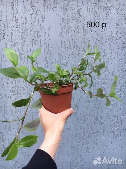 Традесканция