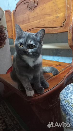 Британская кошка бесплатно
