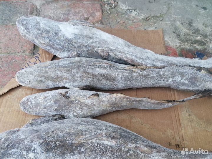 Ряпушка с/М 18+, Налим с/м 1+