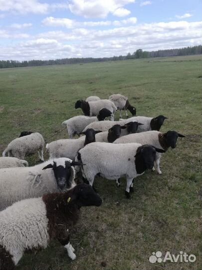 Бараны дорпер