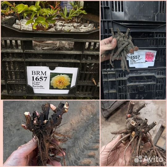 Сортовые корни пионов оптом. Голландские