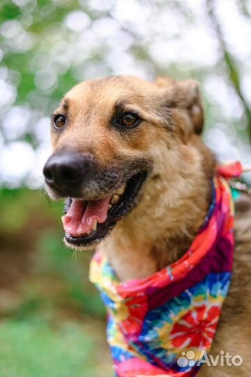 Лакки была домашней а потом вернули в приют