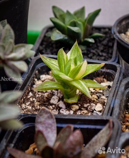 Суккуленты Хавортия Ладьевидная Вариегатная