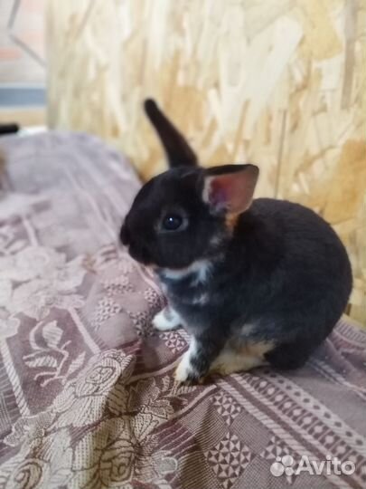 Кролик карликовый Рекс настоящий