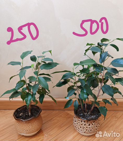 Фикусы Бенджамина