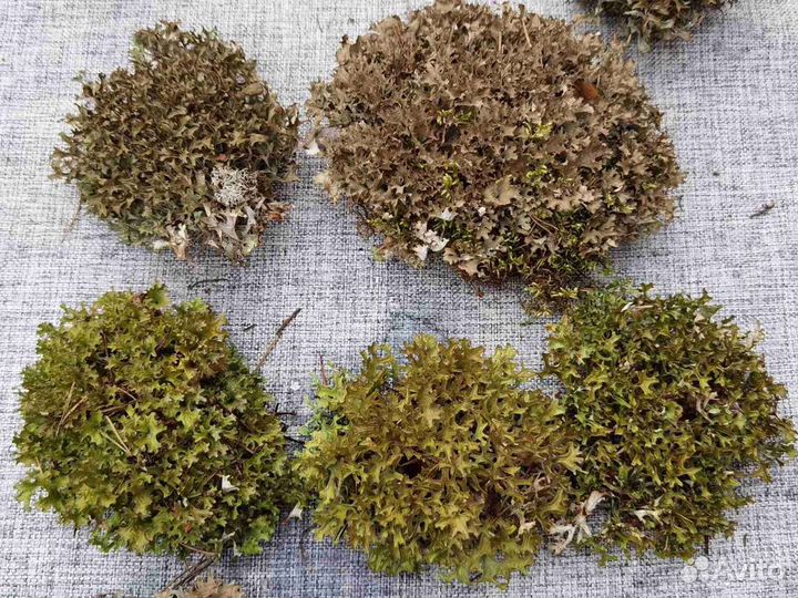 Цетрария лечебная, пармелия, кладония