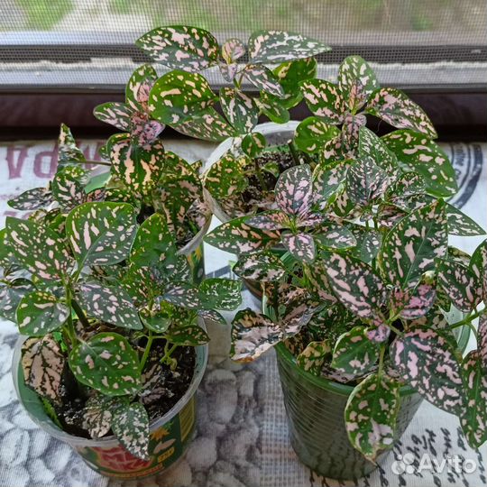 Комнатные растения