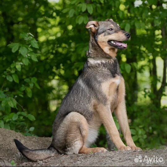 Собака в добрые руки ищет дом