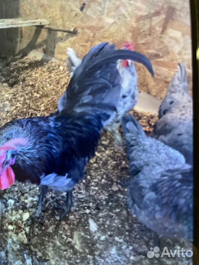 Лакеданзи, сильверудд инкубационное яйцо