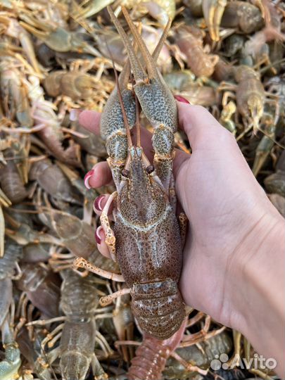 Раки крупные