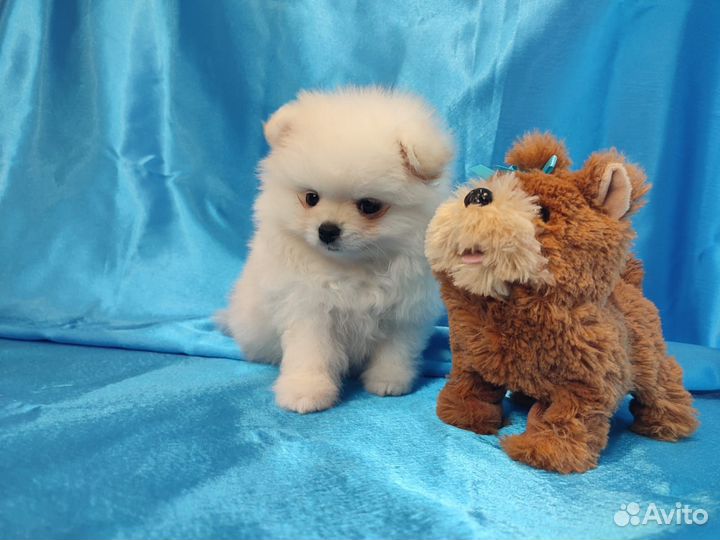 Щенки померанского шпица