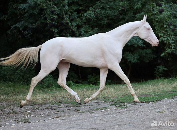 Ахалтекинец Изабелловой масти