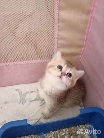 Британская золотая шиншилла