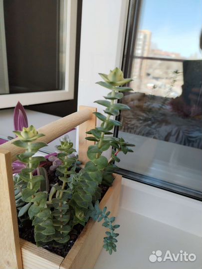 Суккуленты