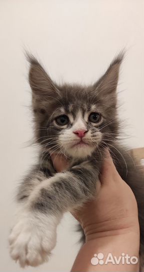 Мейн-кун классика и полидакты