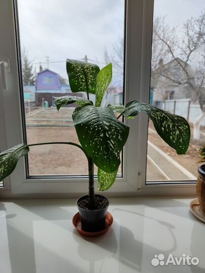 Диффенбахия