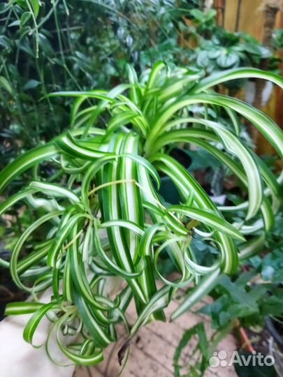 Хлорофитум кудрявый бонни