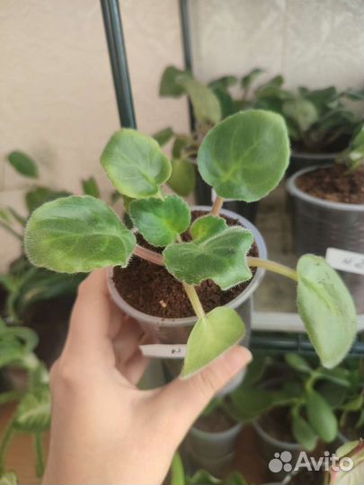 Комнатные цветы оптом и розница