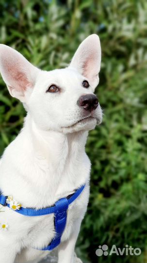 Белый, красивый щенок