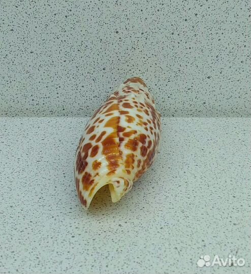 Митра Папалис 6,7 морская ракушка раковина