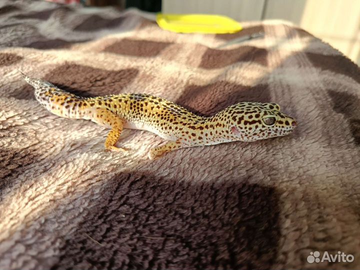 Геккон эублефар